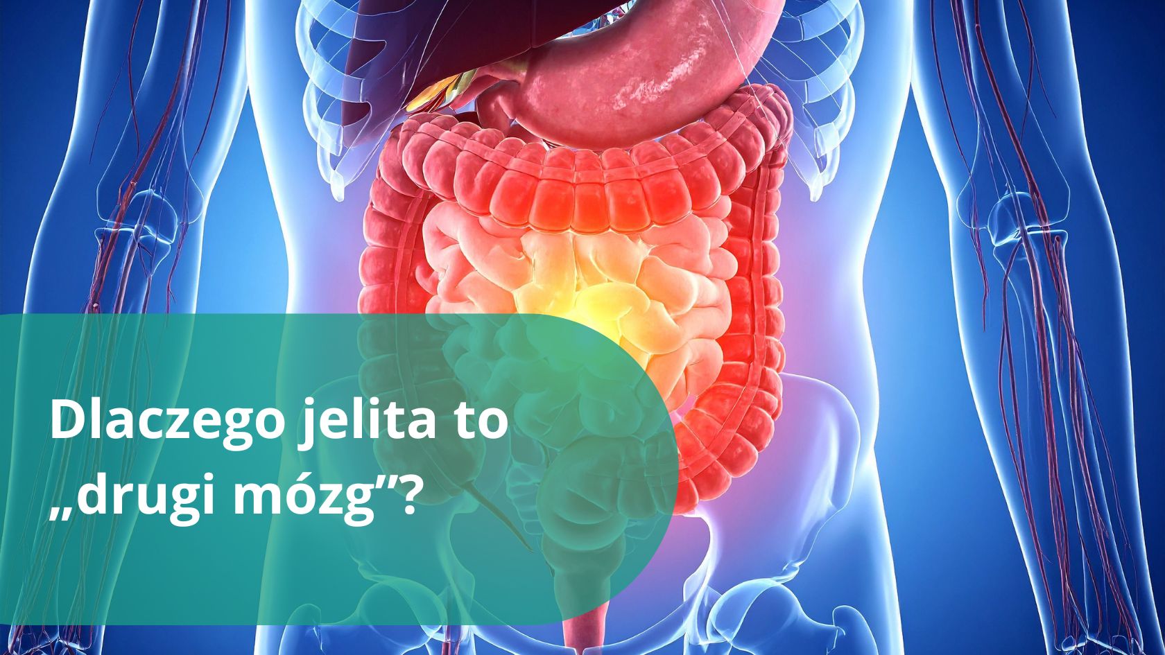 grafika przedstawiająca tezę że jelita to dugi mózg
